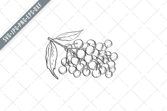 Fruit of Elder or Elderberry Drawing SVG for Graphics and Illustrations